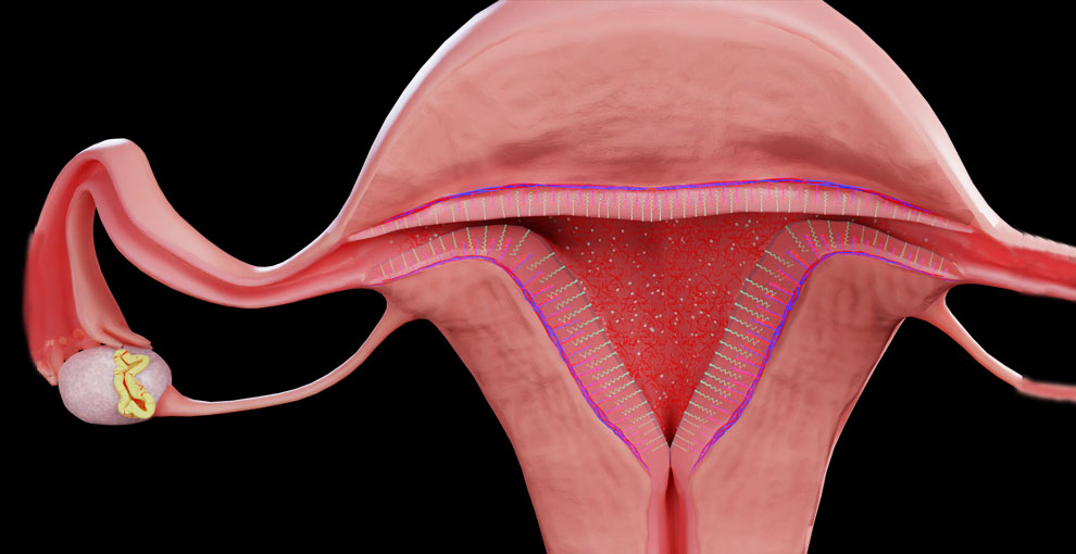 Reproductive Cycle
